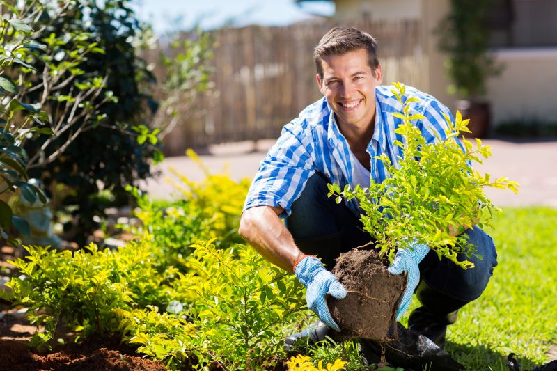 Chrysanthemum Planting
