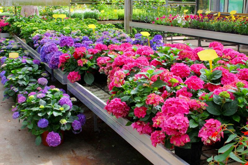 Chrysanthemum Planting