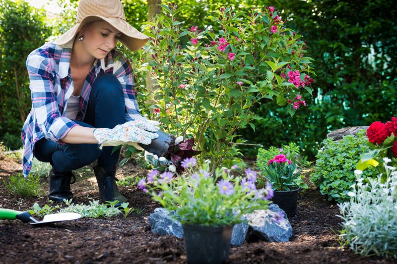 Chrysanthemum Planting