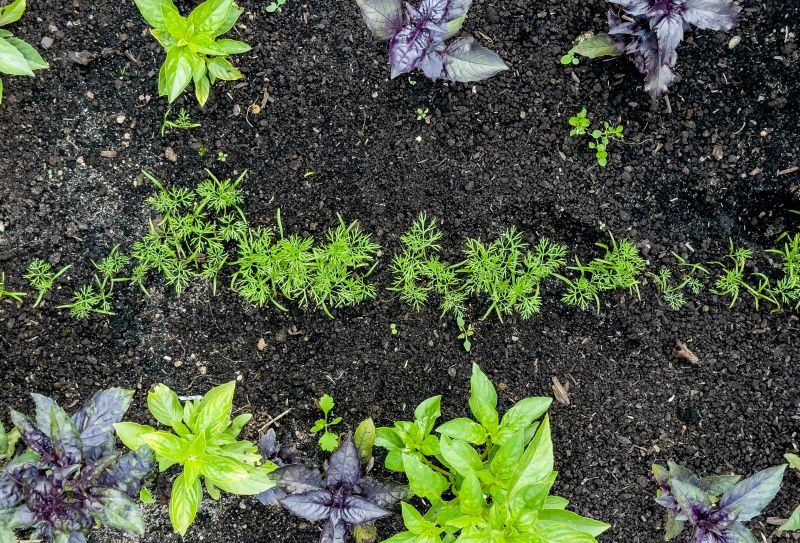 Preparing Garden Beds
