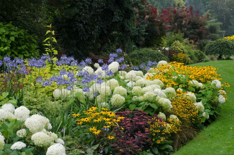 Colorful Chrysanthemum Displays