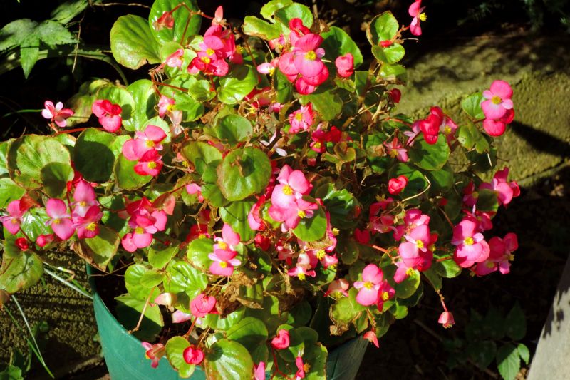 Seasonal Chrysanthemum Display