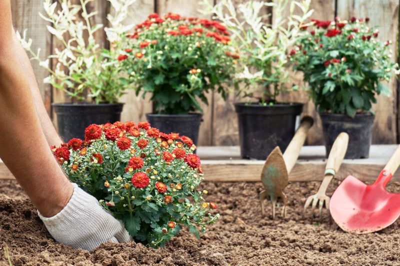 Chrysanthemum Planting Service